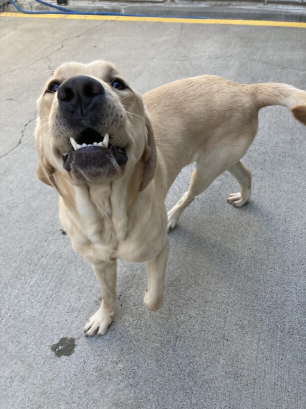 Dover is looking up at the camera in the community run yard. His mouth is slightly open and his head is tilted back as he wiggles around!