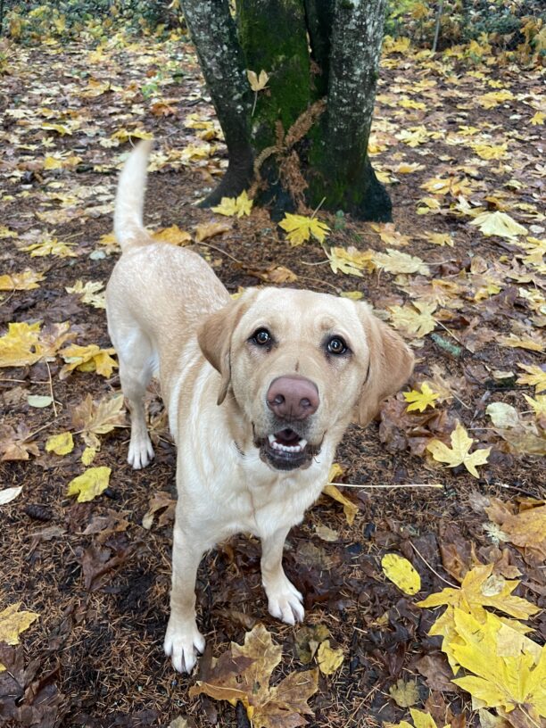 Turin a yellow Labrador Retriever is looking at the camera with a happy expression, her tail a blur wagging behind her. She is standing on a carpet of fall leaves and pine needles with a mossy tree trunk in the background