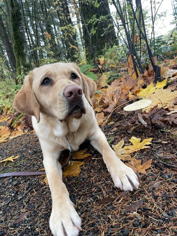 Turin a yellow Labrador Retriever is laying on a trail covered in pine needles and fall leaves next to a large mushroom with trees in the background. She is looking behind and to the side of the camera with a gentle expression and her paws out in front of her.