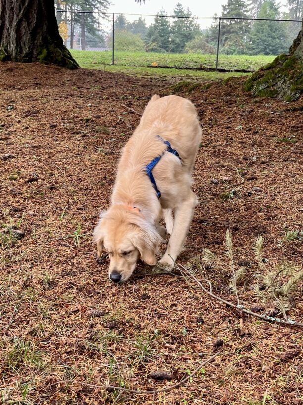 Kaya sniffs a pine-needle covered ground, she is wearing a blue harness. There are trees and a green field in the background.