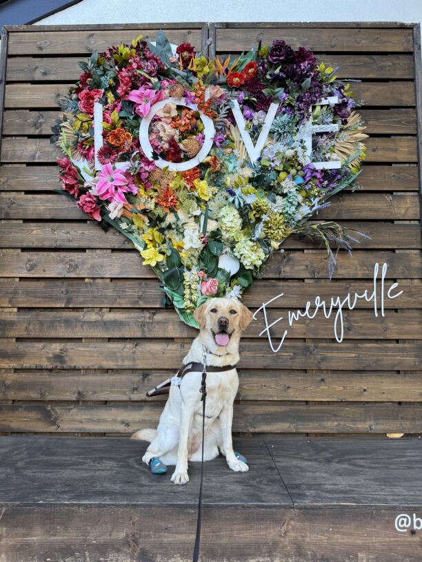 Photo is of yellow lab female Tangerine in harness and blue booties on her back feet sitting on a wooden platform with a flower art installation behind her in the shape of a heart with the word “Love” inside it. Next to the heart in cursive reads the location, “Emeryville”.
