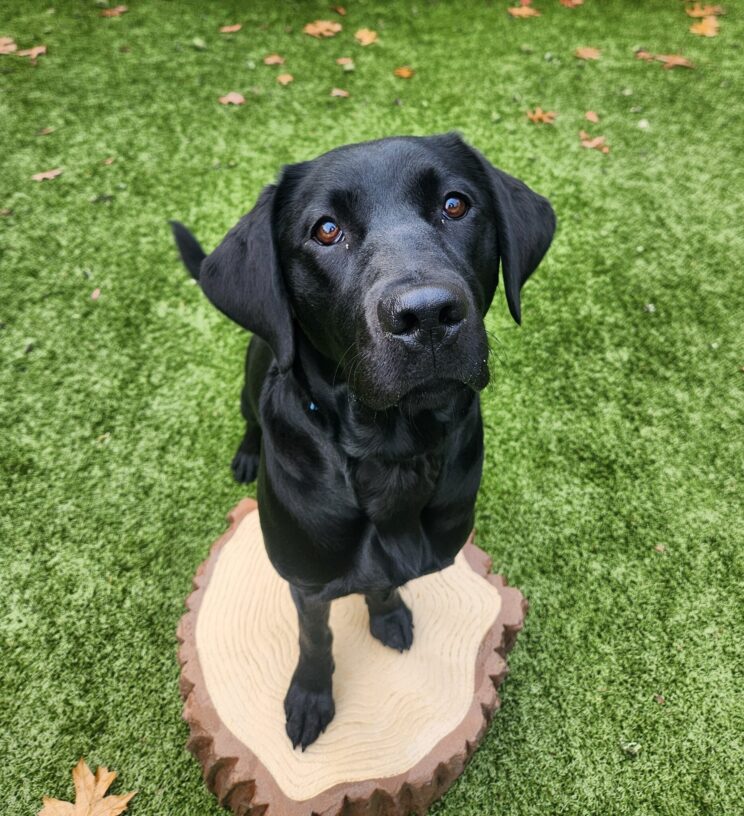 Lacey stands with her front feet on an artificial tree stump in the turf free run area. She is looking at the camera. There are some fall leaves scattered on the turf in the background.