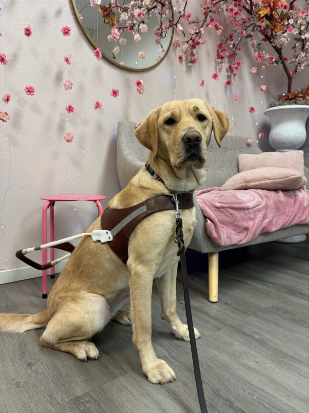 Pinky sits in a cafe while wearing a guide dog harness. Behind her is a couch with pink blankets and pillows, a pink side table, a fake tree with pink flowers, and string lights with pink flowers hanging from the ceiling.
