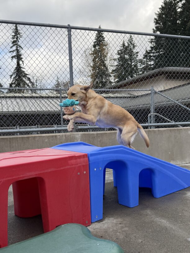 Pinky plays in community run on the Oregon campus. She is holding a potted plant-shaped stuffy toy and leaping up on to some colorful play equipment.