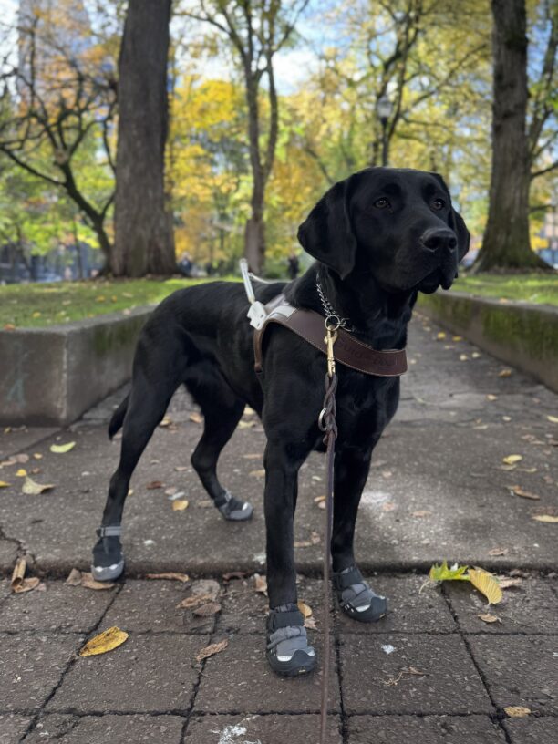 Wyla, a black Labrador retriever, is standing looking off into the distance while wearing her harness and all four ruff wear booties, all a black/grey color. She is in downtown Portland with trees turning fall colors in green and yellow hues.