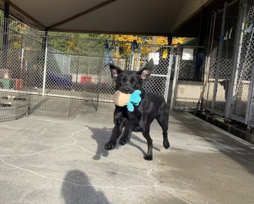 Wyla is mid-stride running with a brown and turquoise stuffed toy in her mouth while in community run. Both of her ears are straight up in the air while in motion.