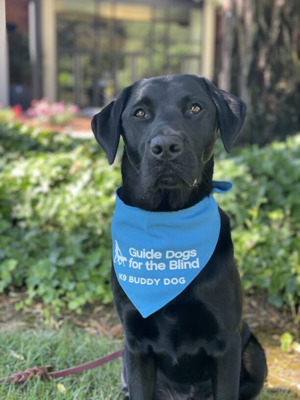 Socrates sits in front of some green shrubbery, looking very regal while displaying his blue K9 Buddy scarf.