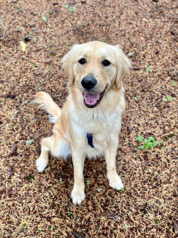 Kaya sits and smiles at the camera. She is sitting on a dense pine-needle and pinecone covered ground.