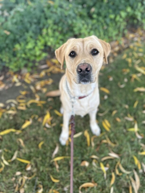 Handsome Sven looks at the camera. His characteristic eyebrows prominently displayed. Green grass and yellow leaves can be seen behind him.