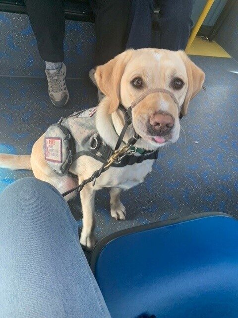 Yellow Lab Anders sitting on the bus looking at the camera. His little tip of his tongue is peeking out.