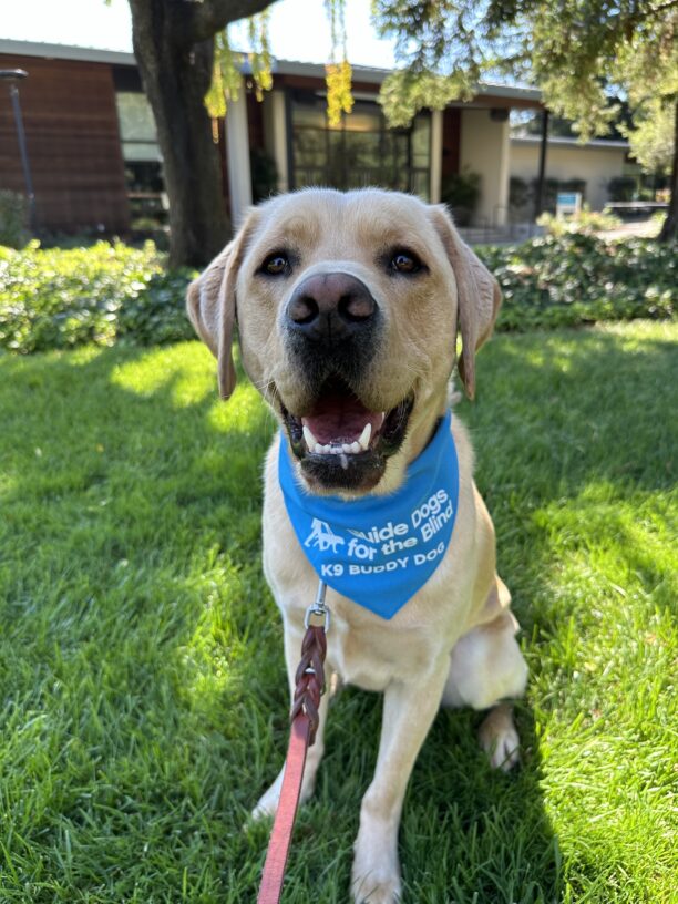 Argo looks at the camera with his mouth open in a relaxed smile.  He is sitting in the sun-speckled grass showing off his blue K9 Buddy scarf.
