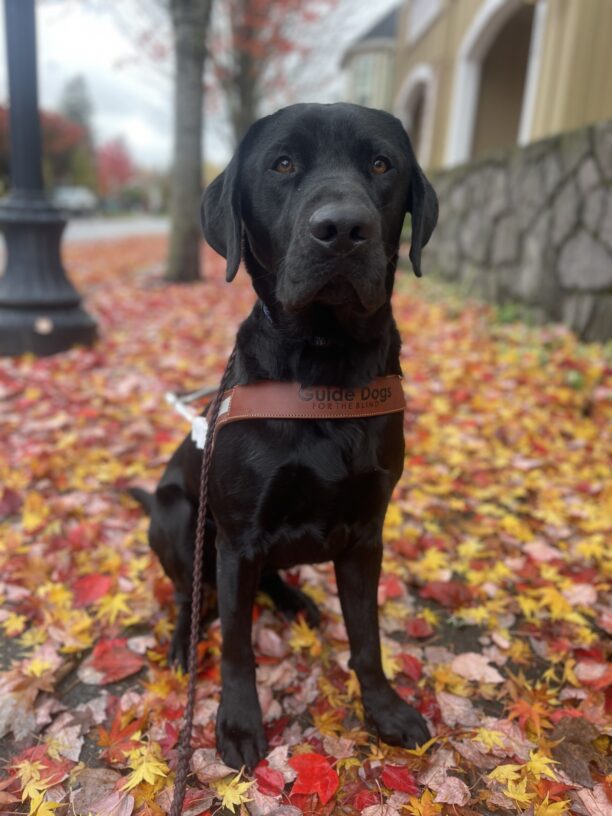 Bruin, a male black Labrador, sits on a sidewalk covered in orange, red, and yellow leaves. Behind him, is a blurred out tree covered in red leaves. Bruin is wearing his harness and looking at the camera.