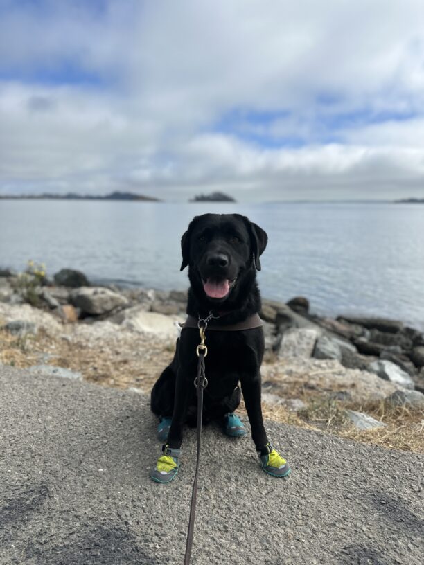 Denton sitting in harness with a view of the bay behind him.