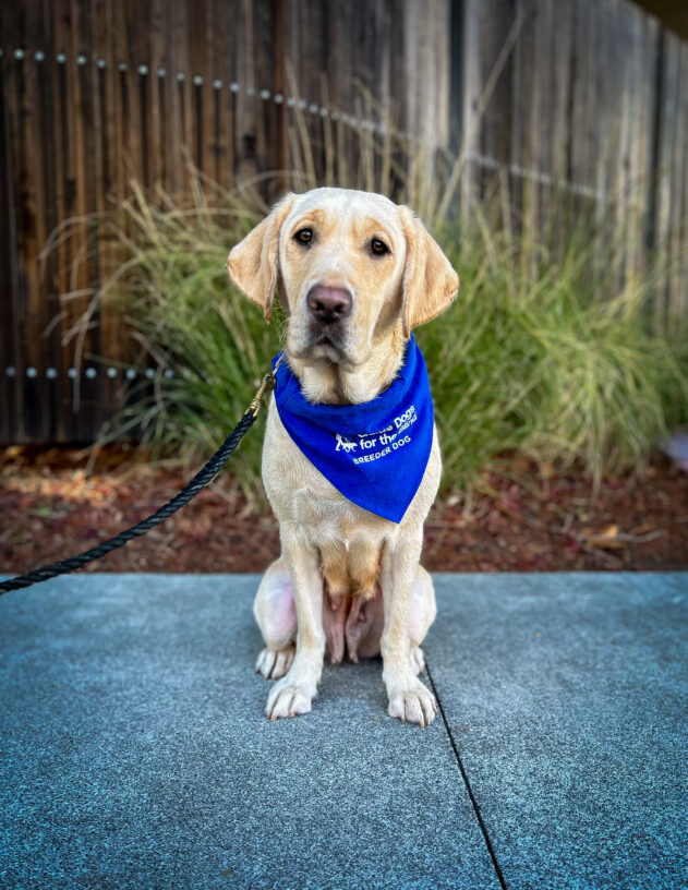 Yellow lab Flo sits on the sidewalk in front of a wooden fence and green plants. She is looking at the camera and wearing a blue breeder scarf.