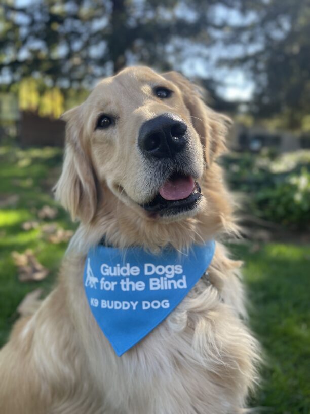 Ford looks over his shoulder at the camera with his mouth open in a relaxed smile.  He is wearing his blue K9 Buddy scarf around his neck.