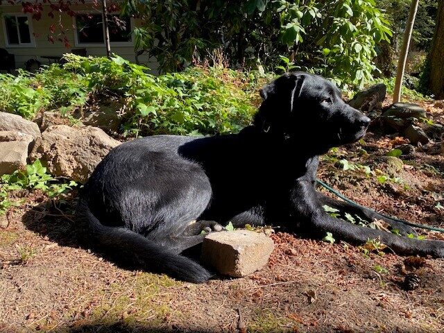 Freddy is enjoying the sun while laying in the dirt near some rocks. There are green bushes and shrubs behind him. He is looking to the right of the camera