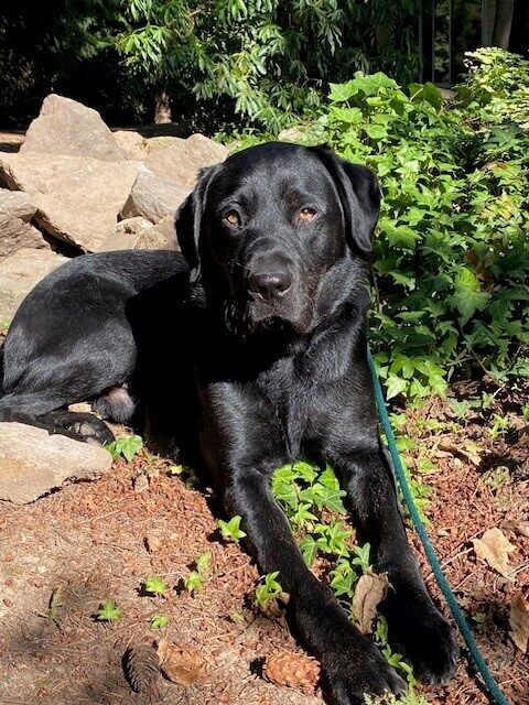 Freddy is laying in the dirt on some ivy. There is a pile of rocks behind him as well as some green bushes. He is on leash looking at the camera and is enjoying the sun bath