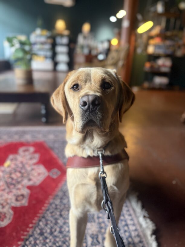 A portrait of male yellow Labrador Retriever, Grady, sitting at a coffee shop. He is sitting, looking at the camera, wearing his leather harness body. There is a red and blue area rug beneath him.