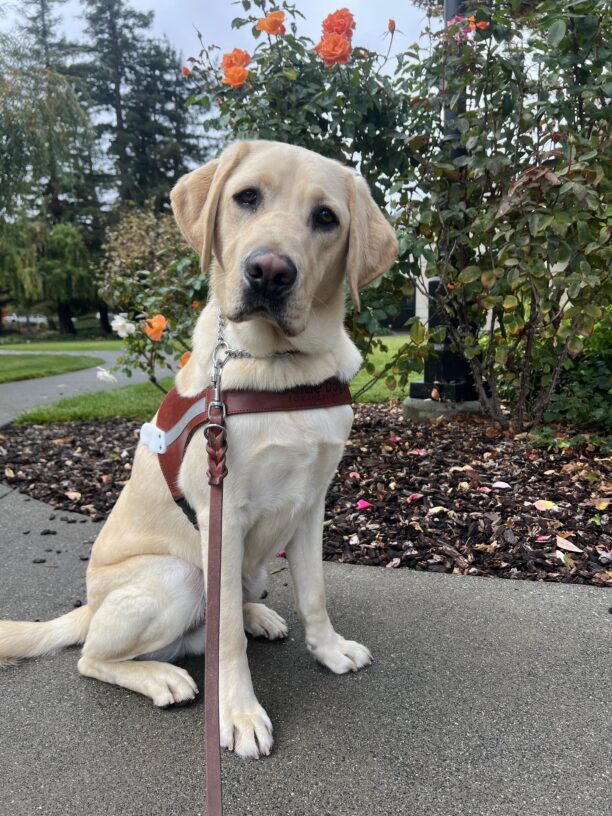 Higgins is sitting on a sidewalk wearing his guide dog harness. Behind him is a bush of orange roses.