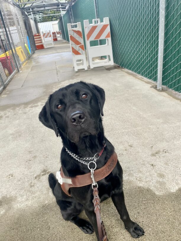 Melbourne sits attentively in harness and is looking at the camera with a business like expression. In the background are several A-frames and orange traffic barrels that form an obstacle course in the kennel hallway.