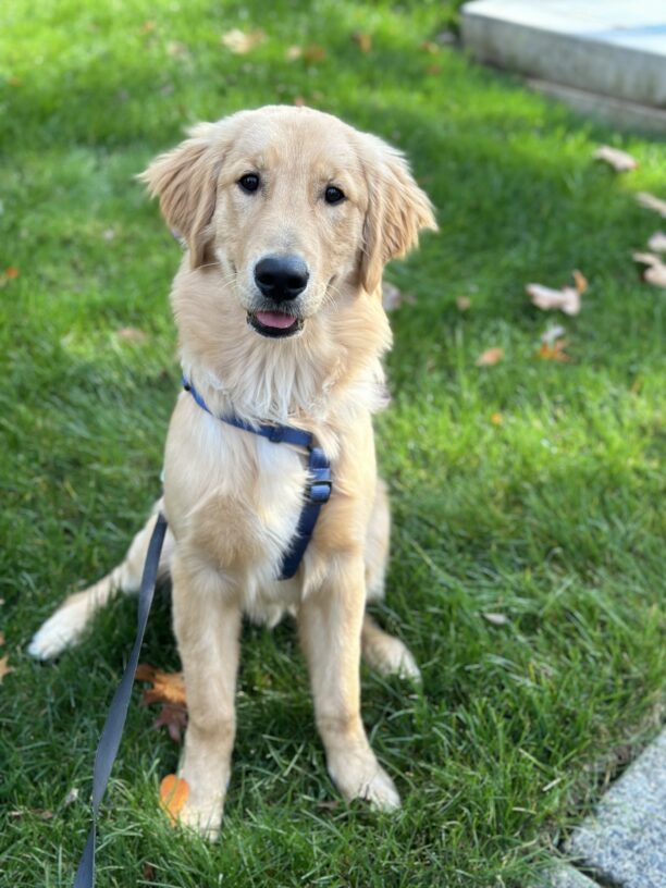 Jamari is looking directly at the camera with his mouth slightly open. He is surrounded by green grass and is wearing a blue pet dog harness attached to a long line while out for his adventure walk.