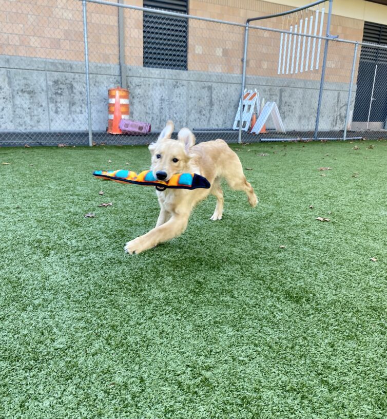 Jamari is running in the turf yard with a colorful plush snake in his mouth, and his ears are flapping in the wind!