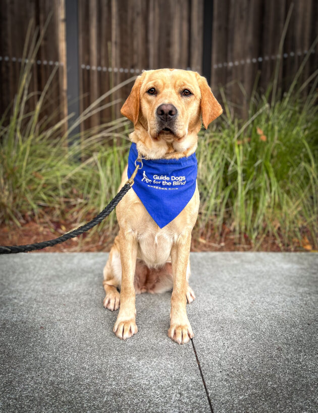 Yellow lab Joy sits on the sidewalk in front of a wooden fence and green plants. She is wearing a blue breeder scarf as she looks at the camera.