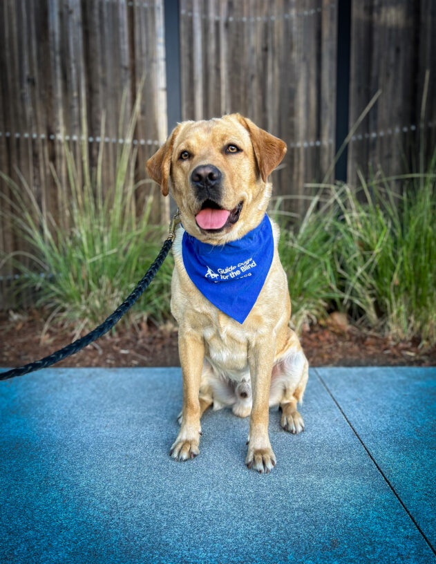 Yellow lab Julio sits on the sidewalk in front of a wooden fence and green plants. He is looking to the left of the camera with his mouth open and tongue out. He is wearing a blue breeder scarf.