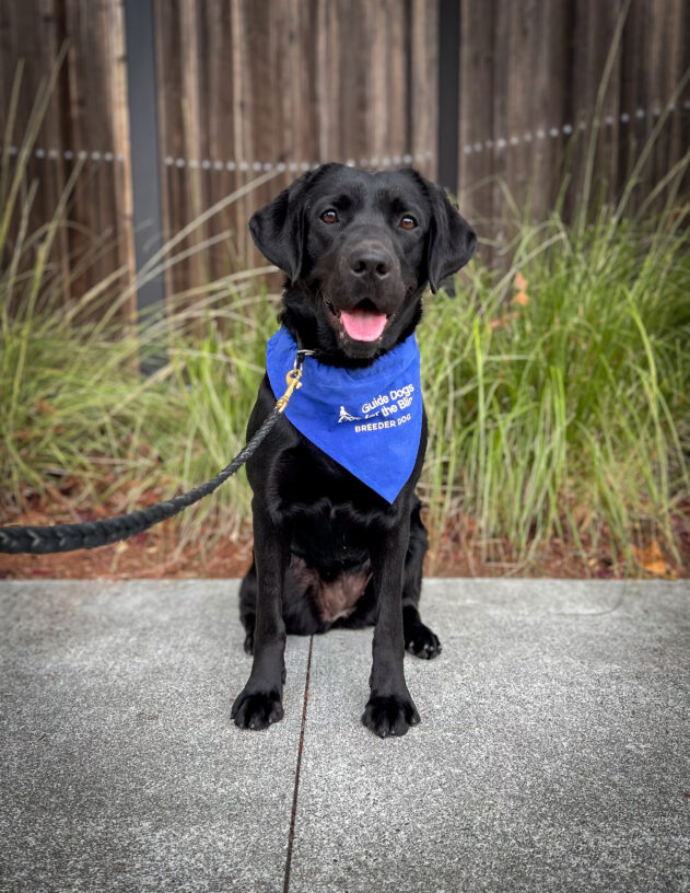 Black lab June sits on the sidewalk in front of a wooden fence and green plants. She is wearing a blue breeder scarf as she looks at the camera with her mouth open.