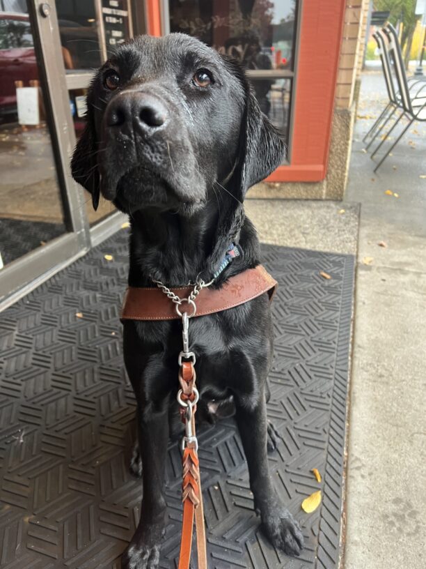Lucas, a black lab, is sitting on a rubber mat outside a coffee shop and is wearing his leather harness. Lucas is a little damp, after a route in the Oregon weather. He is looking eagerly up at his handler, ready for more!