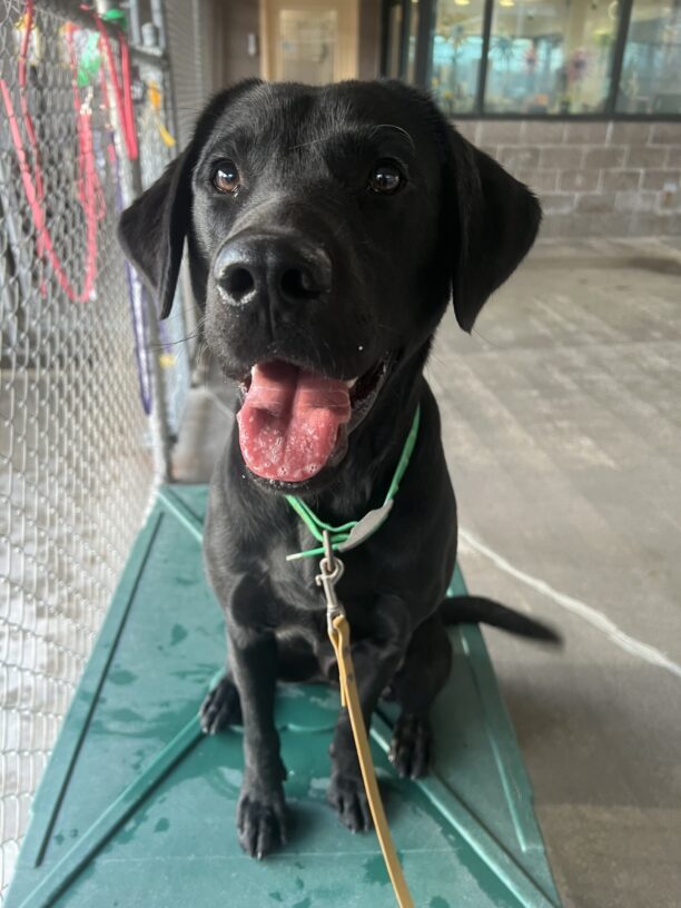 Handsome black lab, Lucas, is sitting on a green play structure in the community run area. He is wearing a green collar with a gold leash attached. He has a big smile on his face and his tongue is out!