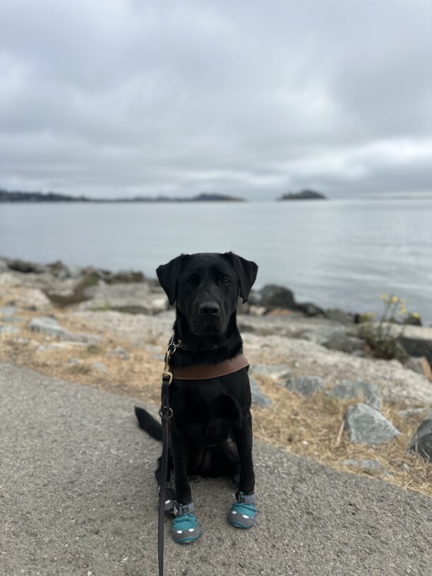 Neema in harness and booties sitting in front of the bay.