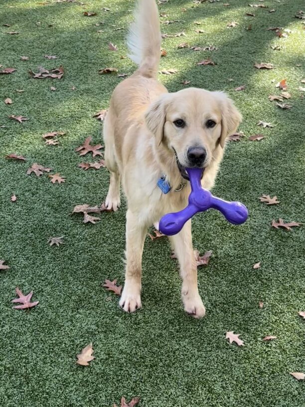 Neil being his goofy self stopped for a moment to look at the camera with a purple toy in his mouth.