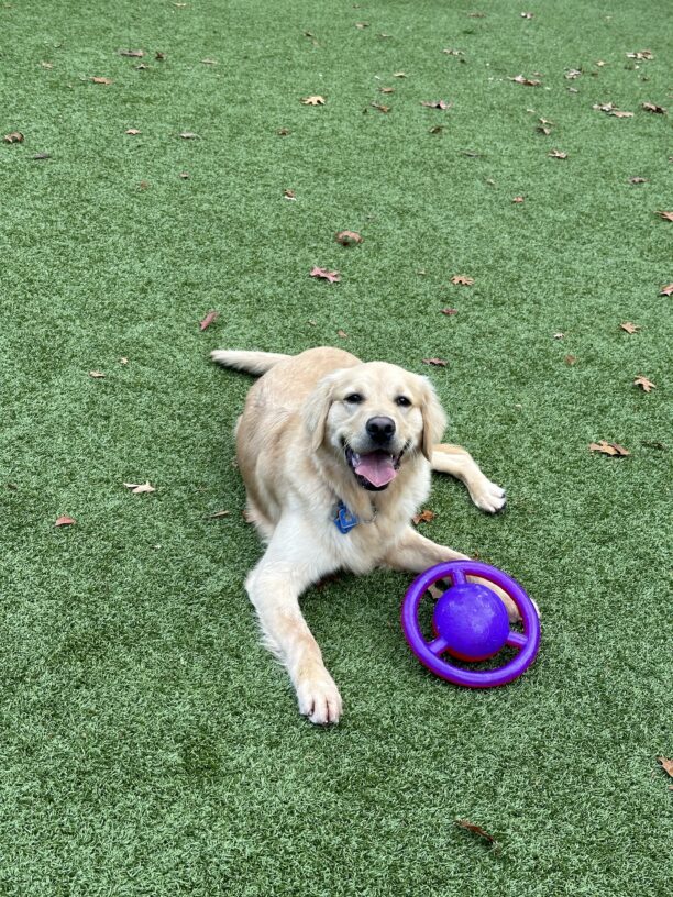 Neil is laying on the green turf yard smiling up at the camera with a large bouncy disc shaped toy near him.