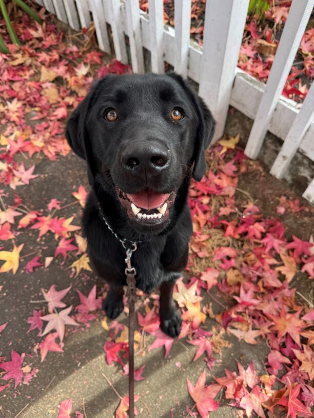 Rigel sits in a pile of red leaves scattered on the ground around him. He looks directly into the camera nd his mouth is parted open, giving the appearance of a smile.