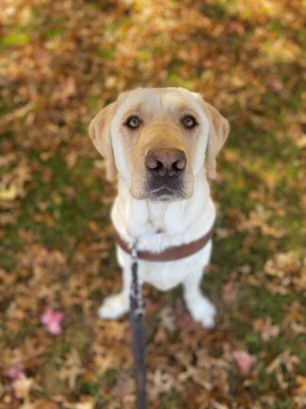 Rollo sits at attention in his harness looking up at the camera. He has a very serious expression on his face. His light cream color fur is high contrast to the green and brown leaf litter he is sitting on.