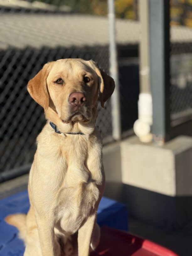 A portrait of Thumper in the community run area. He is sitting on a red and blue plastic play structure looking at the camera. There is chain link fencing behind him.