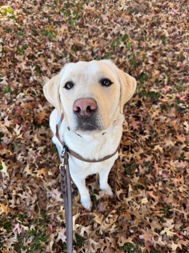 A close up image of Val in harness sitting in a giant pile of fallen leaves on the ground. Her brown eyes and pink nose are the center of the photo as she stares directly into the camera.