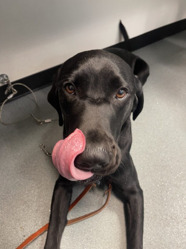 Zabo, a male black Labrador, lays at his instructors feet at a desk. He is laying down and his tongue is licking his lips.