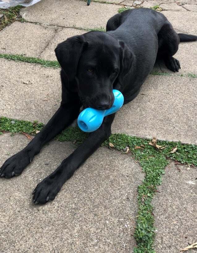 Kenza lies on the flagstone in the backyard of her foster care home, holding a blue rubber bone in her mouth