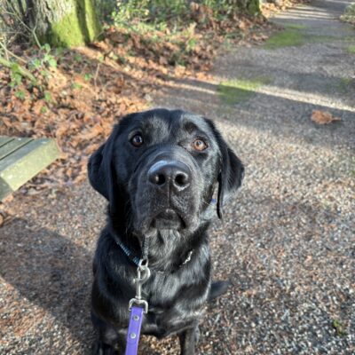 Arav sits along a gravel trail, looking eagerly up at the camera. He is wearing his head collar connected to a purple lead.
