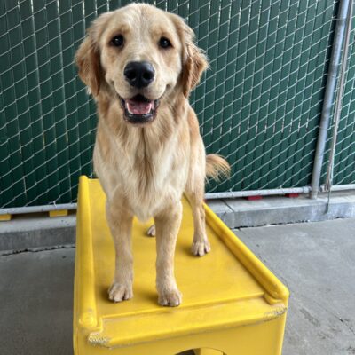Camden is standing on a yellow play structure in the community run yard. He is looking at the camera and his mouth is open in a big grin.