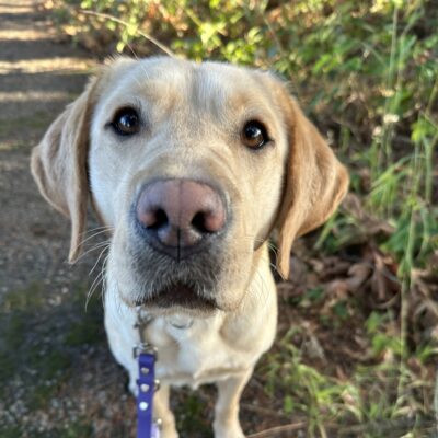 Jordana sits on a gravel walking path with green plants behind her. Her beautiful brown eyes are looking up into the camera.