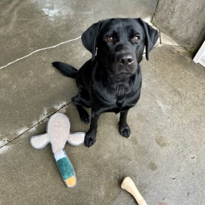 Minnow is sitting in Community Run looking up at the camera. She is focused and alert. At her feet are two white Nylabones and a stuffed duck. There is green outdoor play equipment in the top left corner.