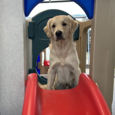 Bryce looking straight at camera sitting on a play structure in community run