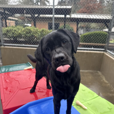 Olena, a female black lab, stands atop a red, blue, and green plastic play structure in one of our community run areas. She looks up at the camera and sticks her tongue out as she hopes another kibble may be on it's way.