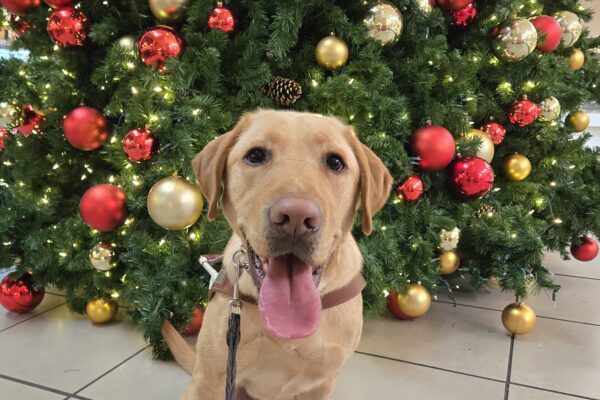 Kelvin is at Clackamas Town Center. He is sitting in front of a decorative Christmas tree. He's wearing his harness and his back booties. He faces the camera with a big smile.
