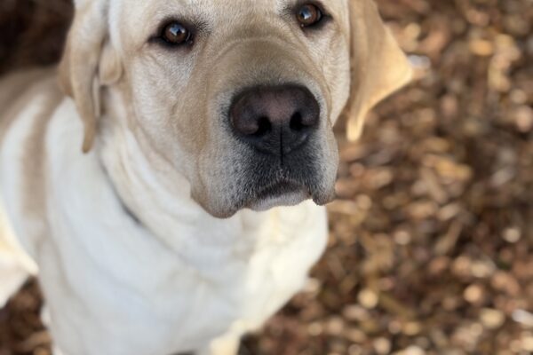 Ledger sits politely among pine chips, looking up at the camera.