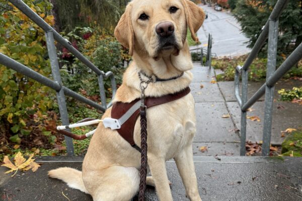 Miranda sits in harness at the top of a set of stairs. The sidewalk is wet and the sky is grey, but a little bit of rain doesn't bother Miranda!