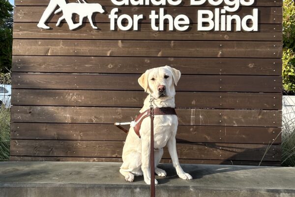 Soju is sitting on a low concrete bench in front of a wooden wall with the GDB logo on it. She is wearing a guide dog harness and looking at the camera.